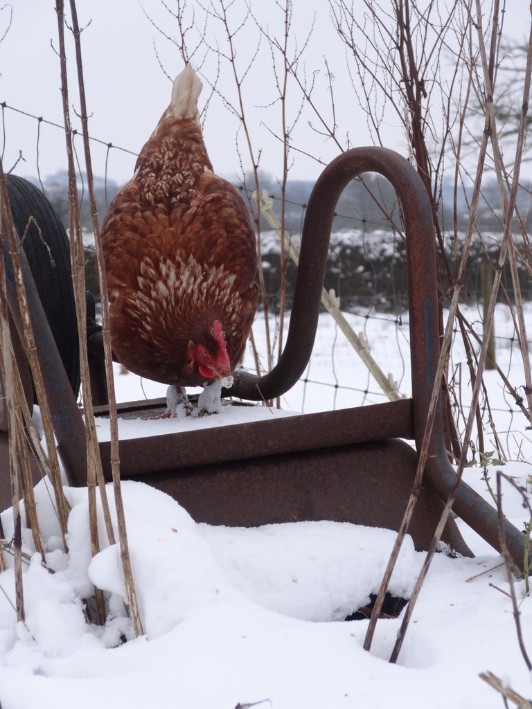 chicken on upturned wheelbarrow - 20-1 by barrowlane