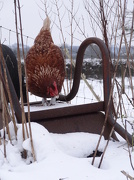 20th Jan 2013 - chicken on upturned wheelbarrow - 20-1