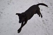 20th Jan 2013 - Playing in the snow