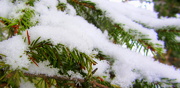 21st Jan 2019 - Snowy fir   21.1.13