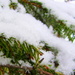 Snowy fir   21.1.13 by filsie65