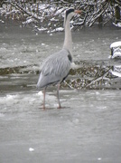 19th Jan 2013 - Heron, Tooting Common
