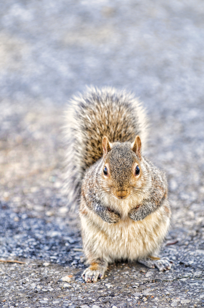 Squirrel by lstasel