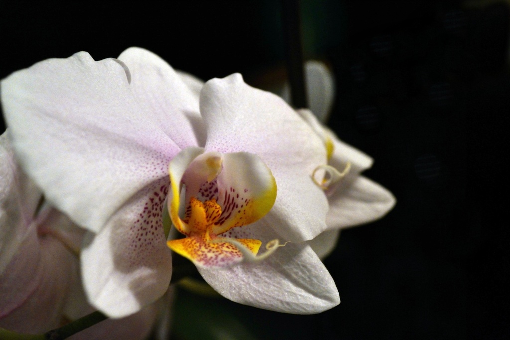 orchid flower by summerfield