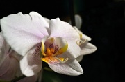 20th Jan 2013 - orchid flower