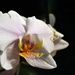 orchid flower by summerfield