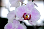 20th Jan 2013 - Orchid