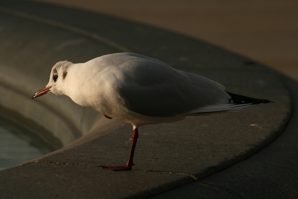 seagull in Trafalgar Square! by mariadarby