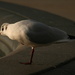 seagull in Trafalgar Square! by mariadarby