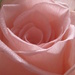 rose  by mariadarby