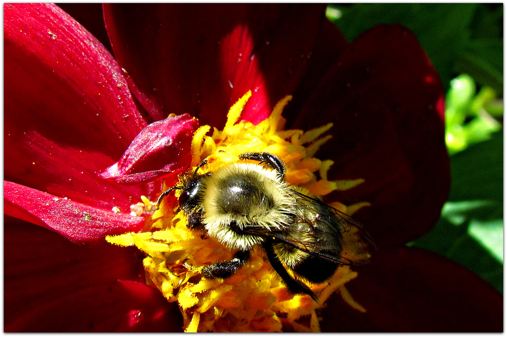 Precision Pollinator   (for lespip) by glimpses