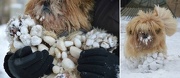 18th Jan 2013 - Just for fun: A Shih Tzu in the snow