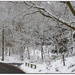 Winter woodland by judithdeacon