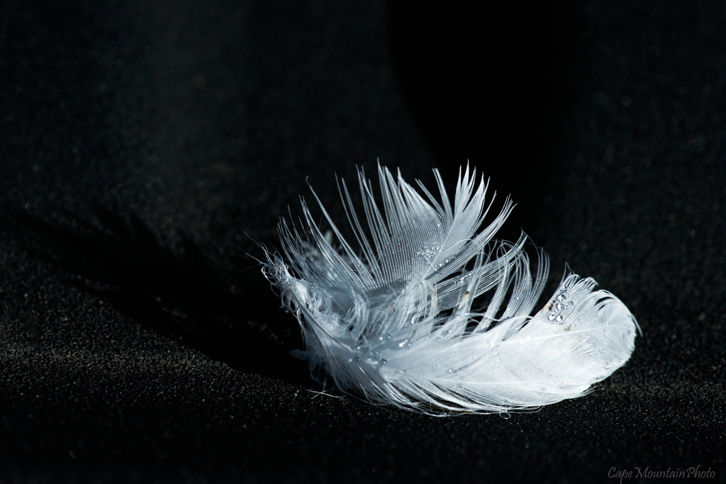 feather  by jgpittenger