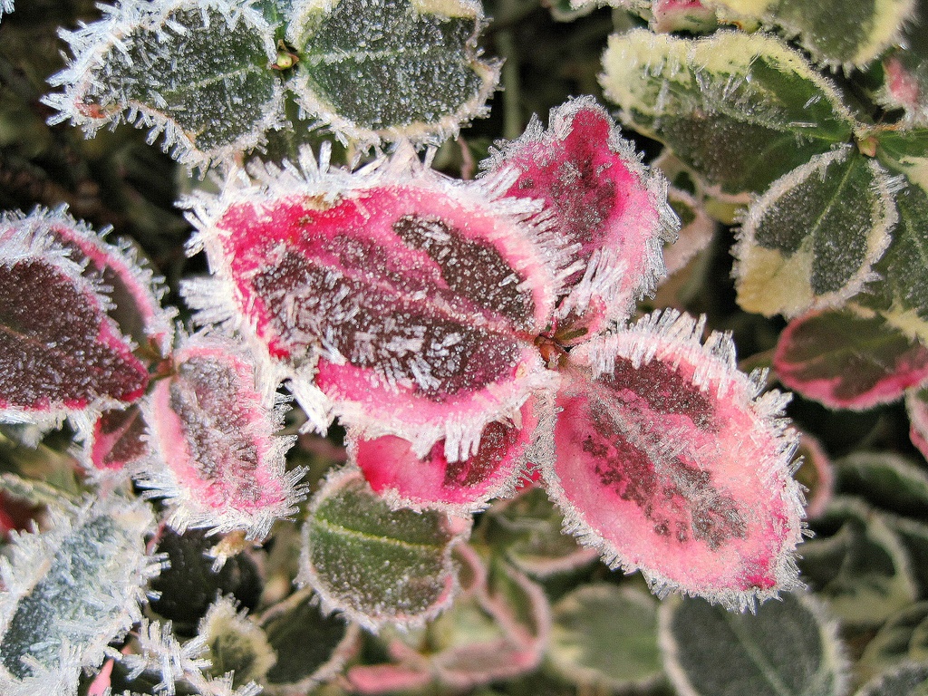 frosted euonymus with pink leaves by quietpurplehaze