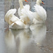 Swan lake by janturnbull