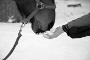 19th Jan 2013 - the horse, the snow and the girl