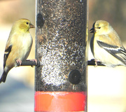 21st Jan 2013 - The Year of the Gold Finch 