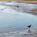 2013 01 21 A Single Seagull  by kwiksilver
