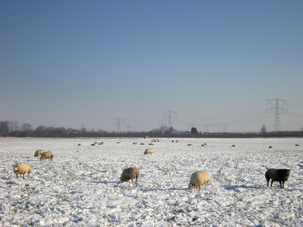 Sheep`s in the snow by pyrrhula