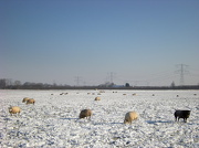 21st Jan 2013 - Sheep`s in the snow