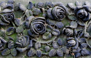 26th Oct 2012 - Rose on a Grave