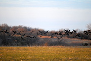 21st Jan 2013 - Geese Take Flight