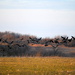 Geese Take Flight by kareenking