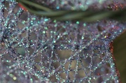 5th Dec 2012 - Sparkle Drops