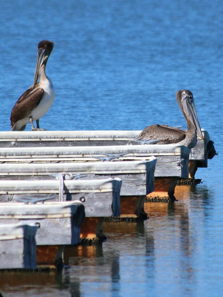 Pelican's Dock by melinareyes