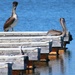 Pelican's Dock by melinareyes