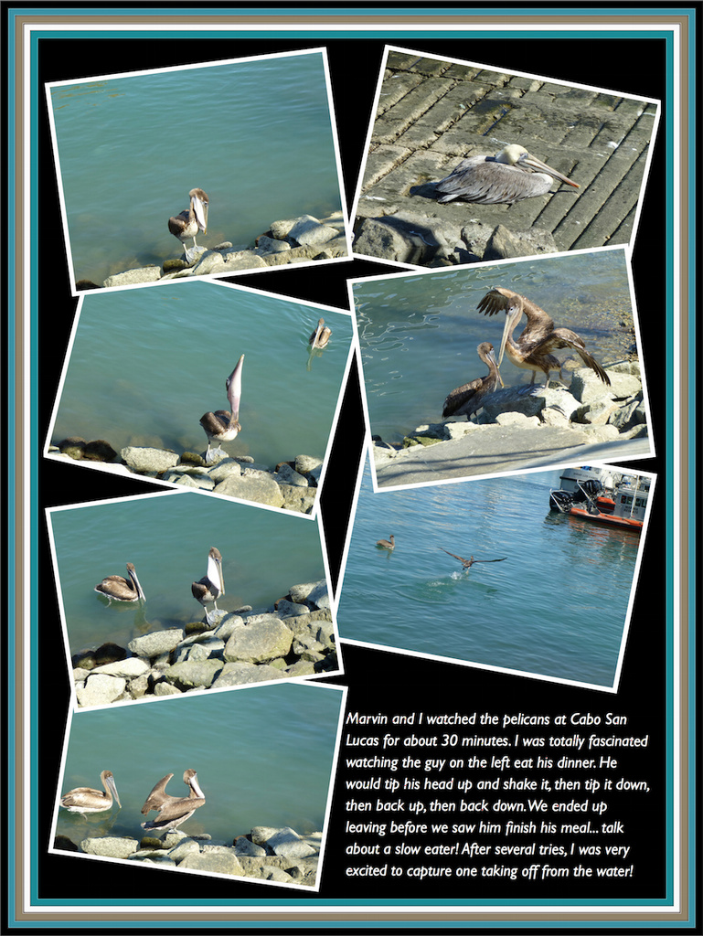 Pelicans at Cabo by marilyn
