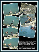 8th Jan 2013 - Pelicans at Cabo