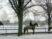 22nd Jan 2013 - Horses exercising in Newmarket