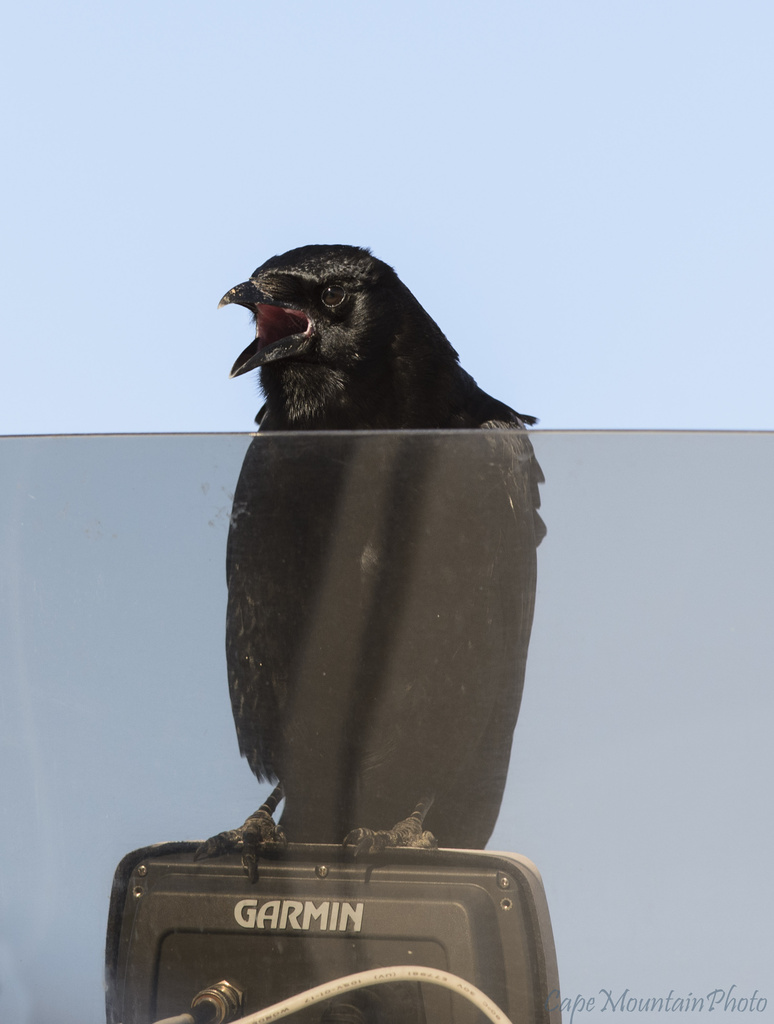 Crow Pilot Talking by jgpittenger