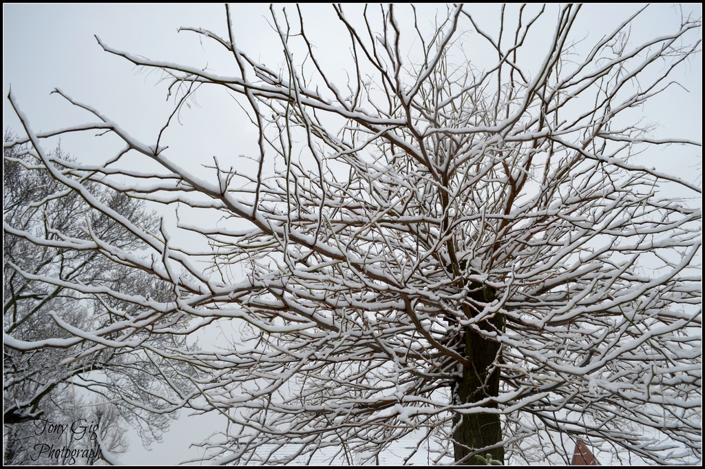 Tree Of Snow by tonygig