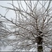 Tree Of Snow by tonygig