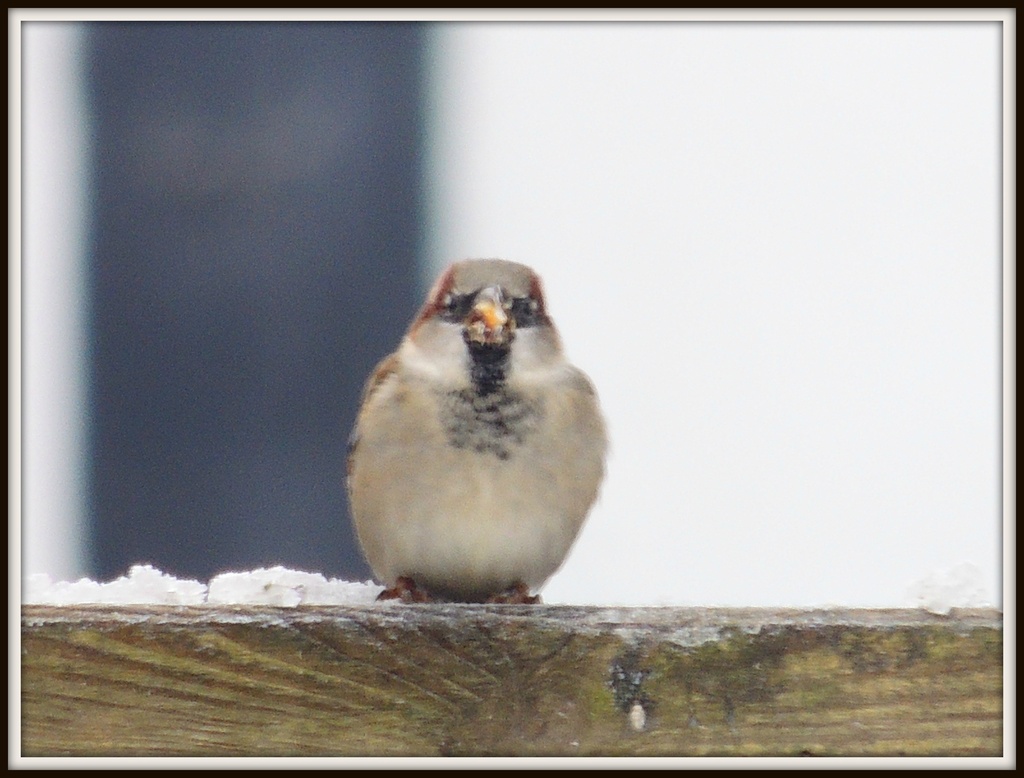 Sparrow on the fence by rosiekind