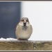 Sparrow on the fence by rosiekind