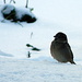 Birdie in the snow by nicoleterheide