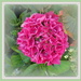 Hydrangea 'Merveille Sanguine' by kiwiflora