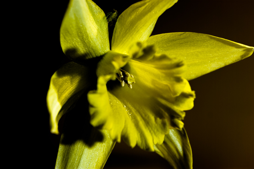 crazy daffodil by peadar