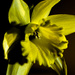 crazy daffodil by peadar