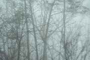 16th Jan 2013 - Fog Frenzy