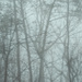 Fog Frenzy by alophoto