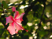 18th Jan 2013 - Lit Up Hibiscus with Bokeh