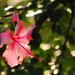 Lit Up Hibiscus with Bokeh by alophoto