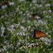 Butterflies Everywhere by kerristephens