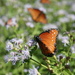 Butterflies 1 by kerristephens