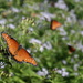 Butterflies 2 by kerristephens